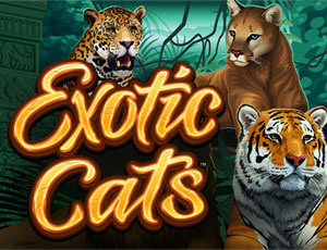 Exotic Cats